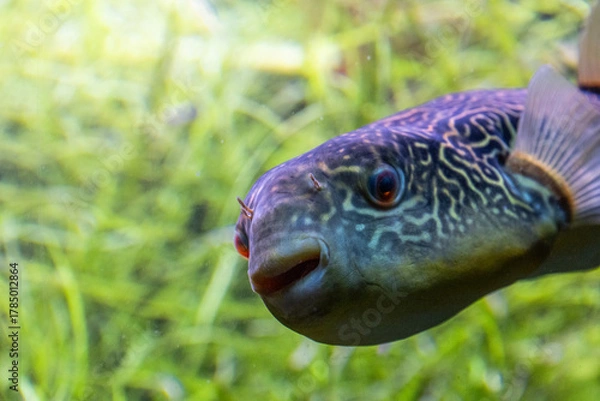 Fototapeta Close up of a red-eye-pufferfish and various patterns