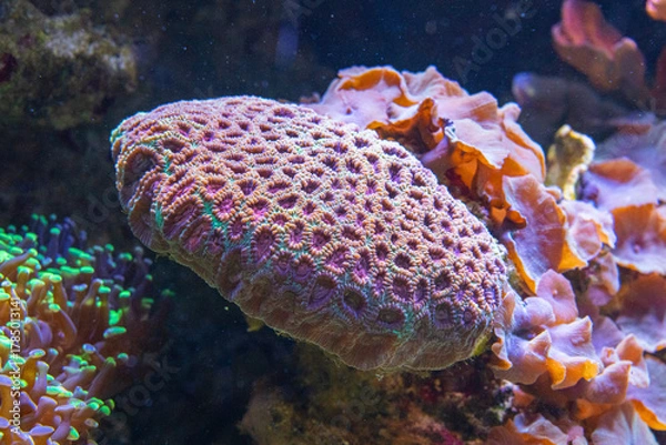 Fototapeta Amazing pink cyan coral in shape like a disk between othe corals