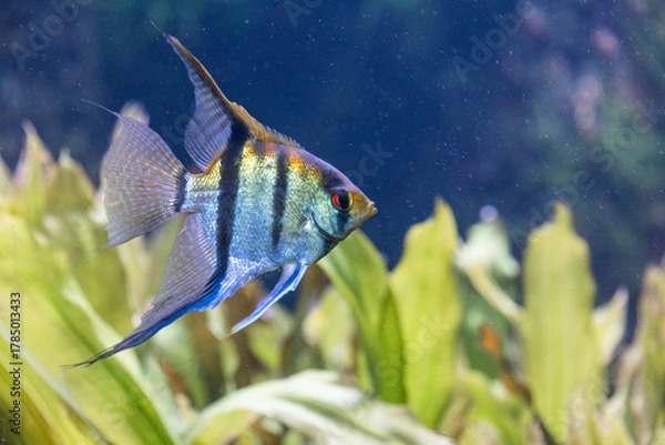 Fototapeta Cute small Monodactylidae, monodactylus argenteus fish in side view