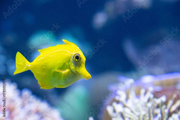 Fototapeta Side view of a ellow tang, lemon sailfin, yellow sailfin tang,  somber surgeonfish in the blue water