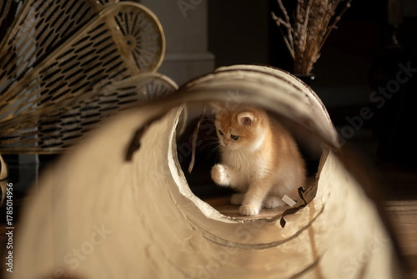 Fototapeta View of a Golden British Short Hair kitten through her cat tunnel toy playing with some strings in the living room of a house in Edinburgh, Scotland UK
