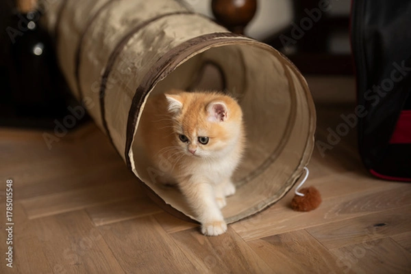 Fototapeta A Golden British Short Hair kitten elegantly walks out of her cat tunnel toy as she looks away in the living room of a house in Edinburgh, Scotland UK