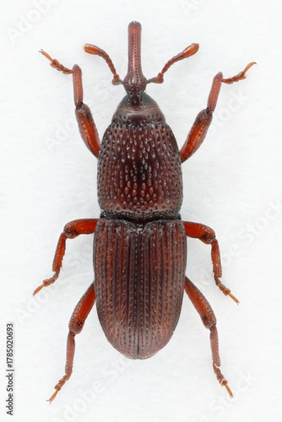 Fototapeta Adult insect Wheat or granary weevil also colled grain weevil,Sitophilus granarius, Calandra. Beetle on white background. top view.