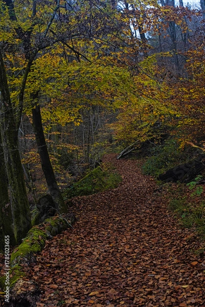 Fototapeta Durch den Urwald am Rande der Stadt Saarbrücken, das wilde Steinbachtal, Saarland