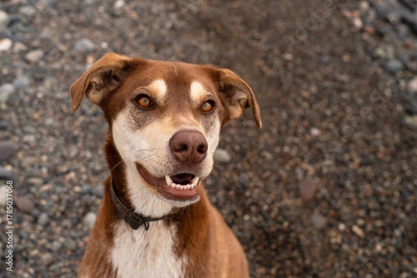Obraz Portrait of a beautiful red dog on a pebble beach, close-up, soft selective focus. Stray animals.