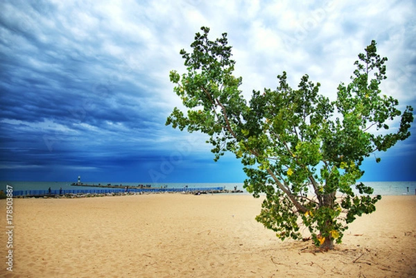 Obraz Beautiful green tree on the beach of Michigan lake with cloudy sky