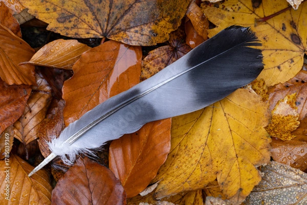 Fototapeta tail feather of a common woodpigeon (columba palumbus) found on autumn leaves