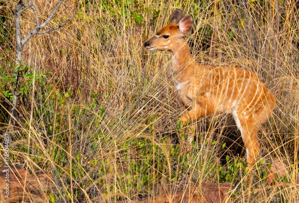 Fototapeta Nyala lamb.