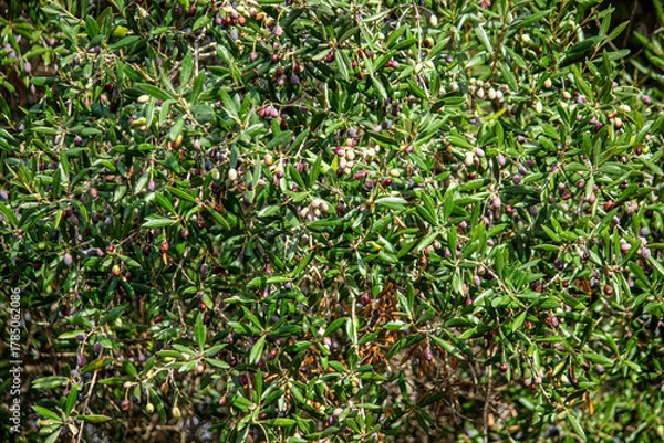 Obraz oliveira com azeitonas