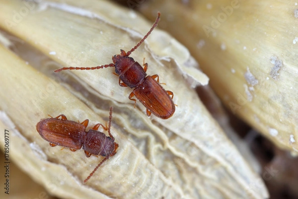 Obraz Rust red, rusty or flat grain beetle (Cryptolestes ferrugineus) a stored product pest on barley grains.