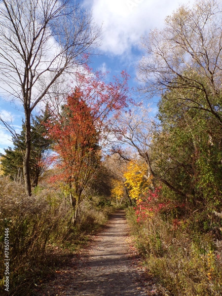 Obraz Fall landscape with colorful trees 