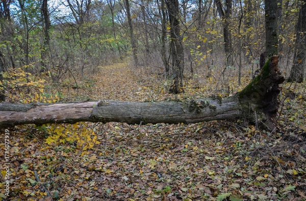 Obraz tree fallen on the road in the autumn forest