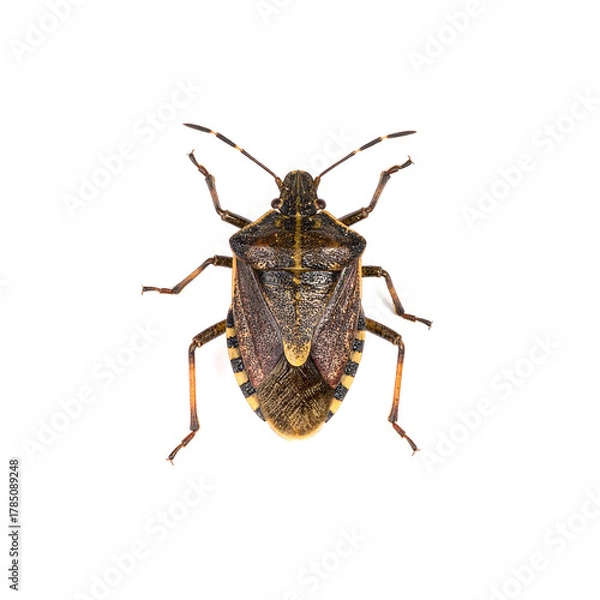 Obraz Overhead Macro of a Brown Stink Bug (Pentatomidae) on White Background