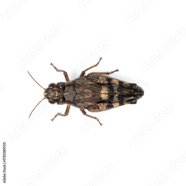 Obraz Overhead Macro of Short-Winged Grasshopper with Bold Black and Brown Blocks