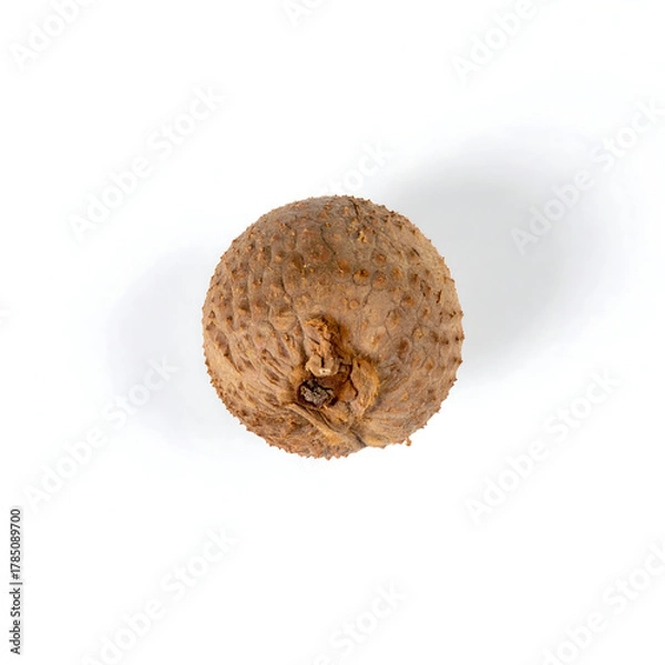 Obraz Overhead Macro of Highly Textured Brown Acorn Cap or Seed on White