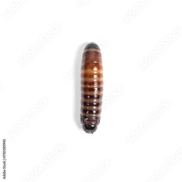 Obraz Overhead Macro of Glossy, Segmented Brown Larva on Pure White