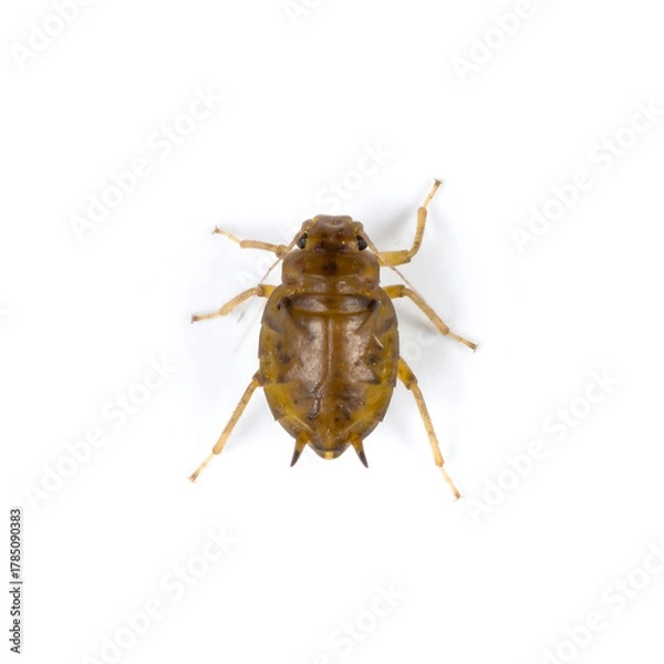 Obraz Macro Studio Shot of Light Brown Nymph Insect on White