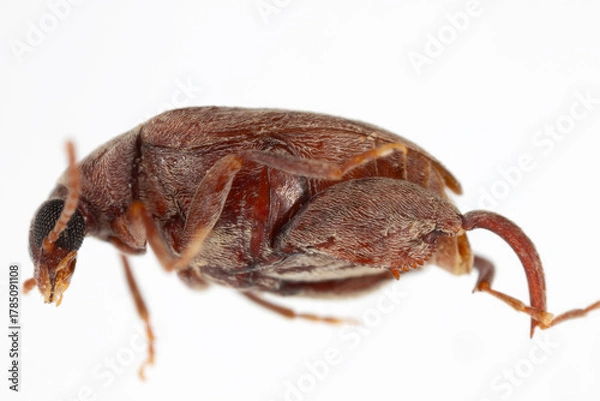 Obraz Caryedon serratus, known as groundnut bruchid or groundnut borer. It is a major pest of stored groundnuts, as it burrows into the pods and kernels, causing significant damage to the stored crop.