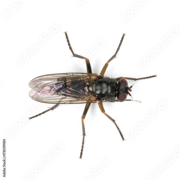 Obraz Detailed Top-Down Macro of a Black Dance Fly on White