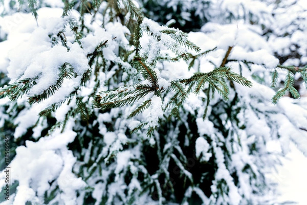 Fototapeta Magical winter landscape with snow covered spruce branches. Festive atmosphere of a winter park. Selective focus.