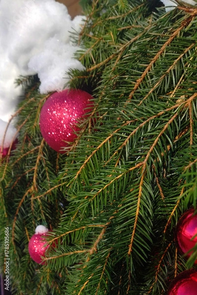 Fototapeta Background of fir branches and red Christmas baubles with snow, festive holiday decoration with copy space