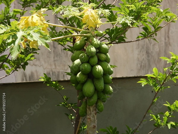 Obraz Mamão papaya