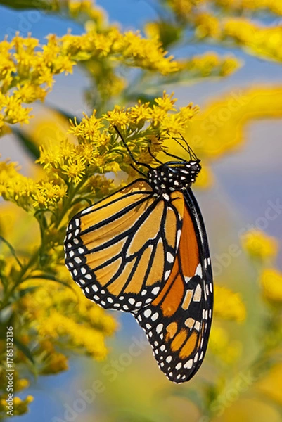 Obraz Monarch Butterfly