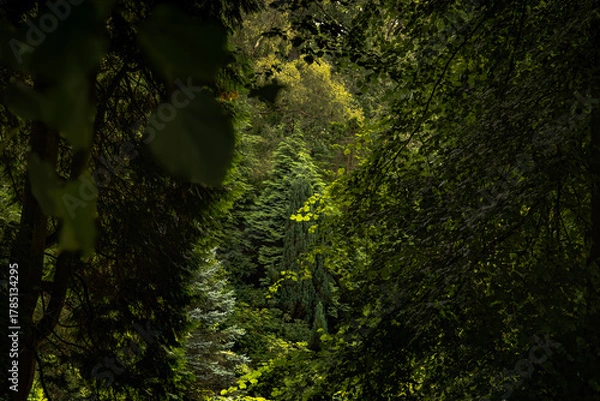 Obraz green forest background