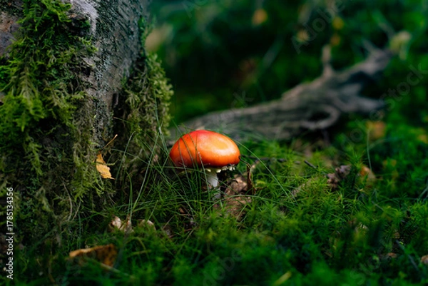 Obraz mushroom in the forest