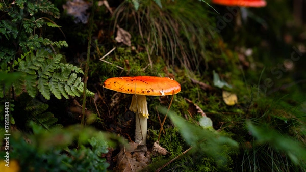 Obraz red mushroom in the forest