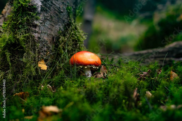 Obraz mushroom in the forest