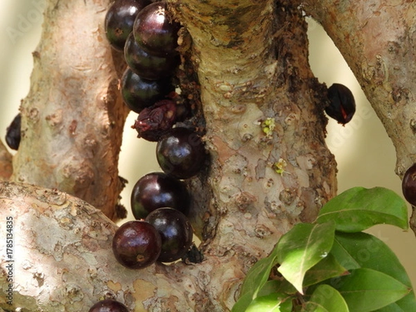 Obraz Jabuticaba no pé