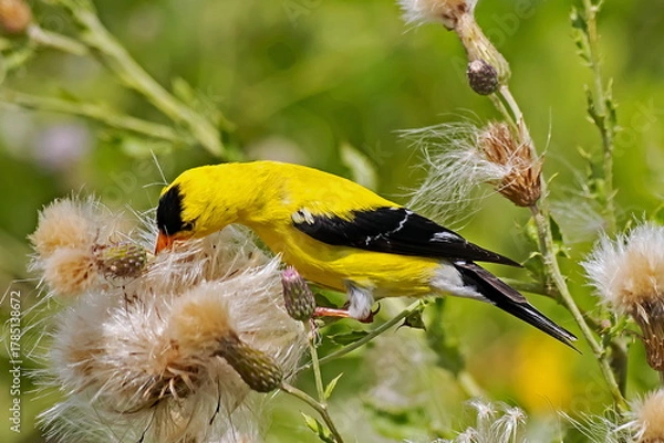 Obraz American Goldfinch
