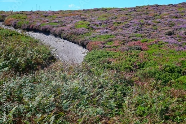Obraz campo de helechos y brezos