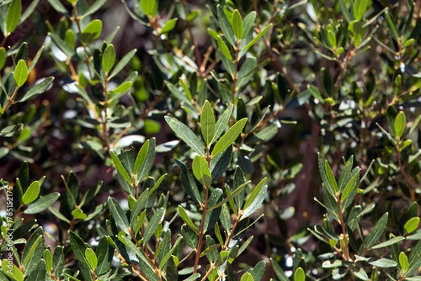 Fototapeta Foliage of a green olive tree, Phillyrea
