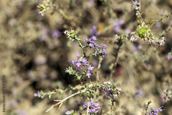 Fototapeta Inflorescence of a conehead thyme, Thymbra capitata