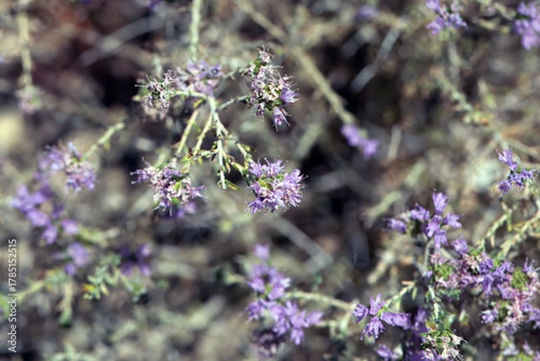 Fototapeta Inflorescence of a conehead thyme, Thymbra capitata