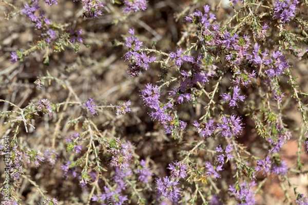 Fototapeta Inflorescence of a conehead thyme, Thymbra capitata