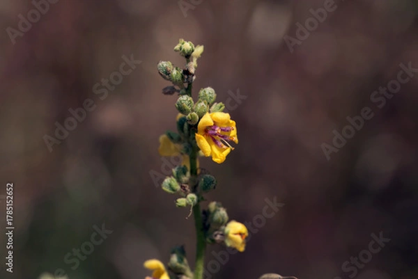 Fototapeta Blossom of a scallop-leaved mullein, Verbascum sinuatum