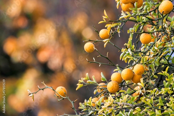 Obraz Orangen