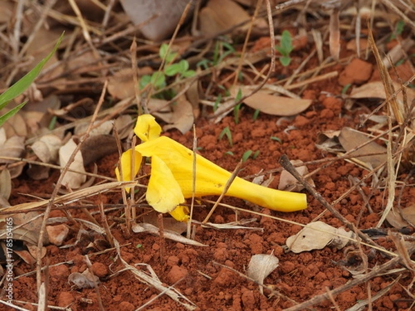 Obraz Pétala caída