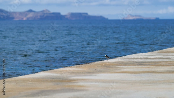Fototapeta Small bird standing on pier with sea and distant islands