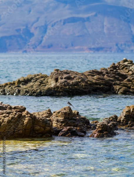 Fototapeta Small bird perched on coastal rocks by the sea with mountain background