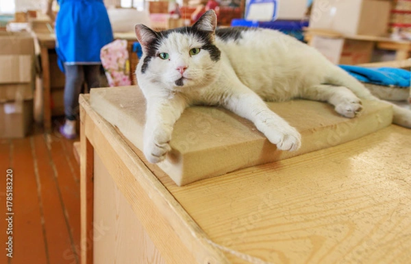 Fototapeta A cat that lives in a match factory.