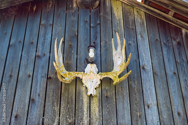 Fototapeta Moose skull with antlers hanging on old wooden wall