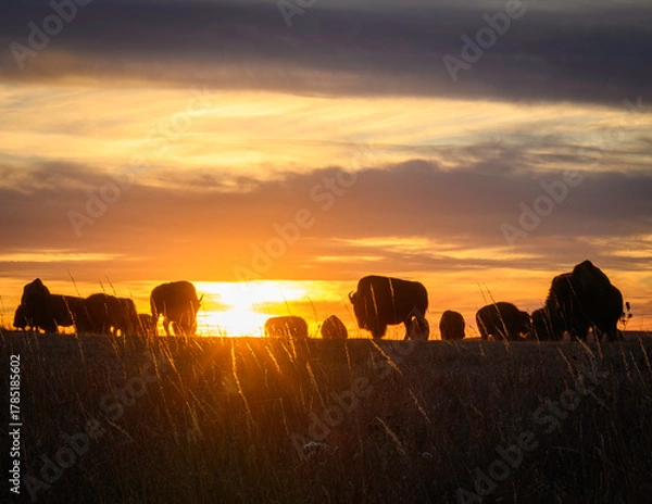 Obraz Bison in Kansas at sunset