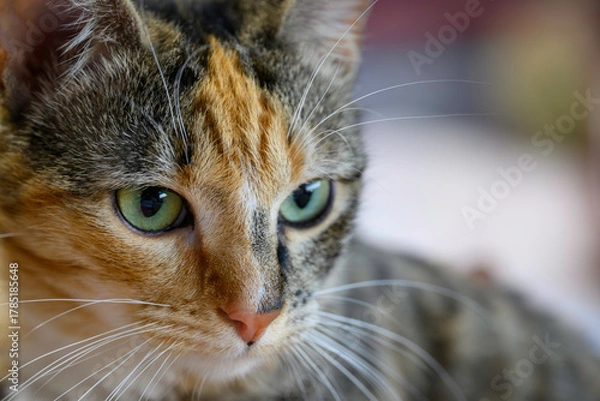 Obraz Hattie the calico