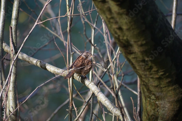 Obraz Dunnock on branch