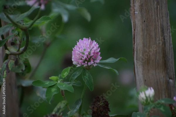 Obraz Red clover 