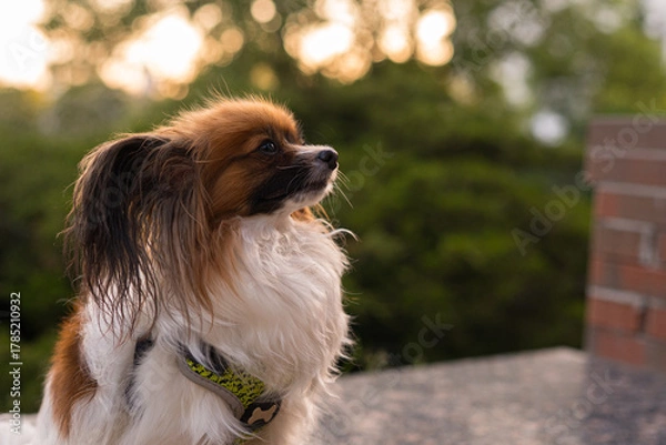 Obraz Papillon Dog in Summer Light